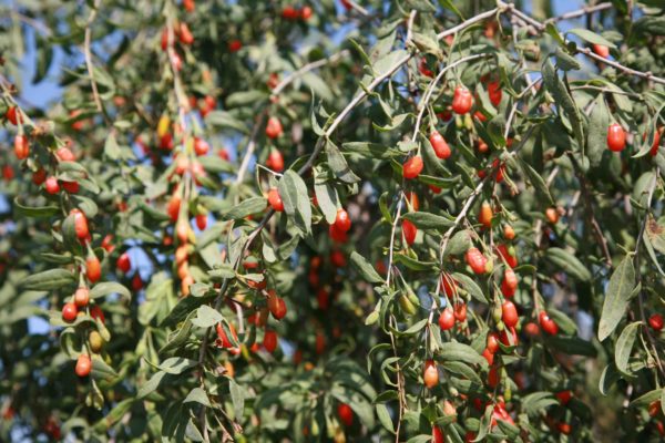 Plante de goji bio Himalaya de la culture de Biologiquement