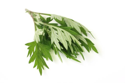 Armoise annuelle bio Artemisia annua riche en artemisinine plante feuille tige anticancer naturel en tisanes ou en gélules