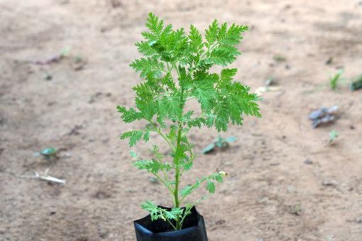 Plante d'Artemisia Annua Armoise Annuelle Baomix Biologiquement