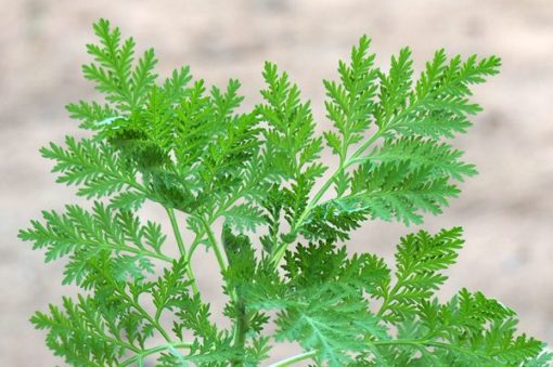 Plante d'Artemisia Annua Armoise Annuelle Baomix Biologiquement