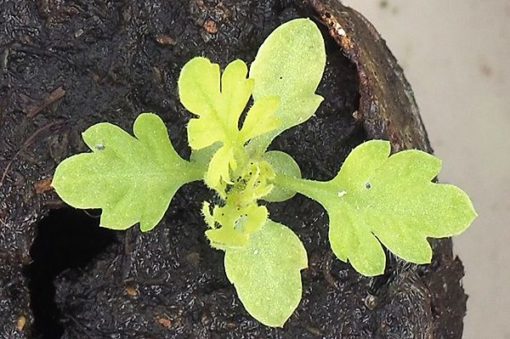 Plante d'Artemisia Annua Armoise Annuelle Baomix Biologiquement