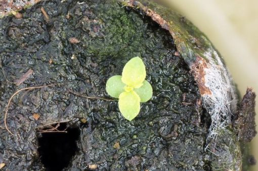 Plante d'Artemisia Annua Armoise Annuelle Baomix Biologiquement