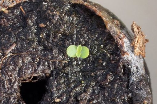 Plante d'Artemisia Annua Armoise Annuelle Baomix Biologiquement