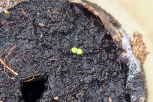 Plante d'Artemisia Annua Armoise Annuelle Baomix Biologiquement