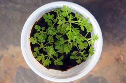 Plante d'Artemisia Annua Armoise Annuelle Baomix Biologiquement