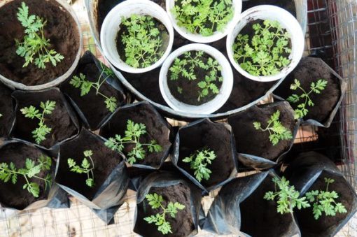 Plante d'Artemisia Annua Armoise Annuelle Baomix Biologiquement