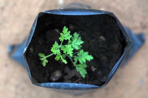 Plante d'Artemisia Annua Armoise Annuelle Baomix Biologiquement