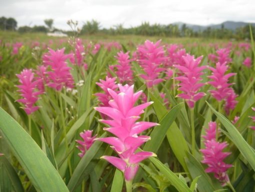 La plante de Curcuma bio anticancer