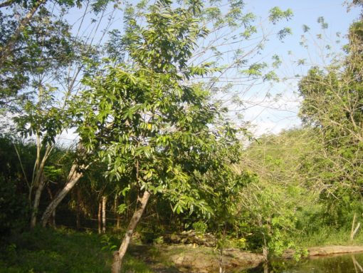 Corossolier l'arbre qui produit des feuilles anticancer