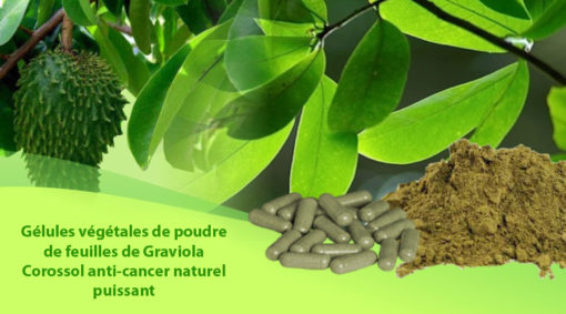 Gélules de feuilles de graviola corossol anticancer