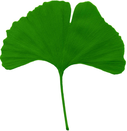 Le Ginkgo Biloba bio favorise le renforcement du système immunitaire en profondeur et protège les cellules grâce à une action anti-oxydante profonde.