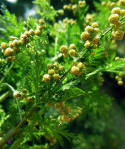 Armoise annuelle bio Artemisia annua riche en artemisinine plante feuille tige anticancer naturel en tisanes ou en gélules