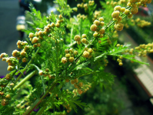 Armoise annuelle bio Artemisia annua riche en artemisinine plante feuille tige anticancer naturel en tisanes ou en gélules