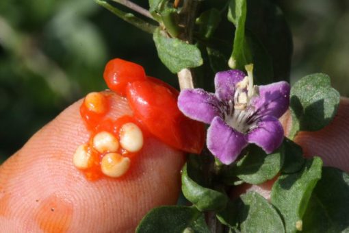 La fleur et les graines de Goji bio Himalaya produit par Biologiquement