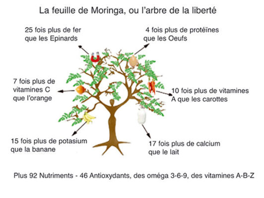 Les apports nutritifs de la feuille de moringa bio