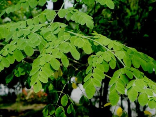 La feuille de Moringa bio produite par Biologiquement