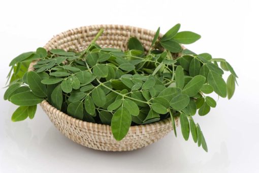 La feuille de Moringa bio produite par Biologiquement