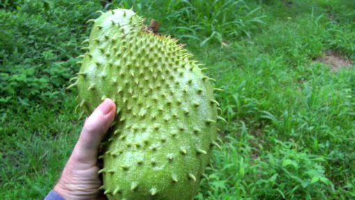 Le fruit du corossolier, le graviola corossol un anticancer naturel puissant