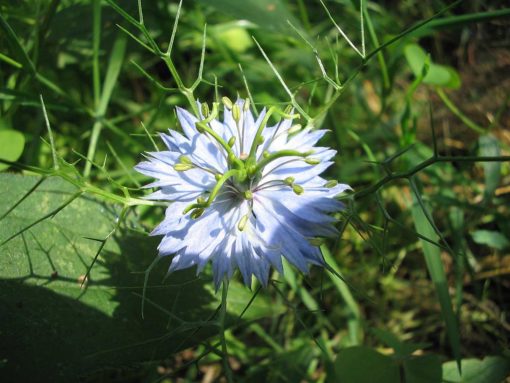 La graines de Nigelle bio nigella sativa plante pour le traitement anti-cancer naturel puissant