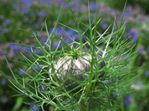 La graines de Nigelle bio nigella sativa plante pour le traitement anti-cancer naturel puissant