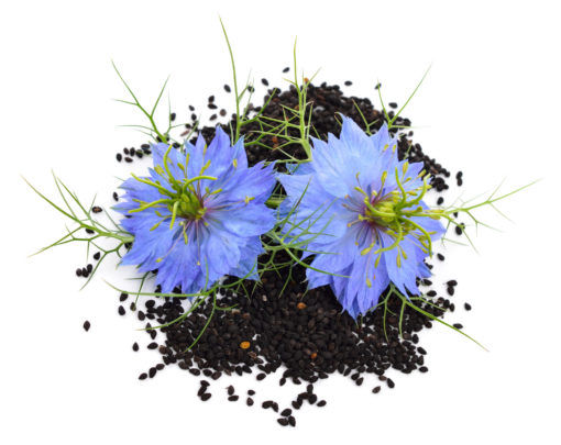 La graines de Nigelle bio nigella sativa plante pour le traitement anti-cancer naturel puissant