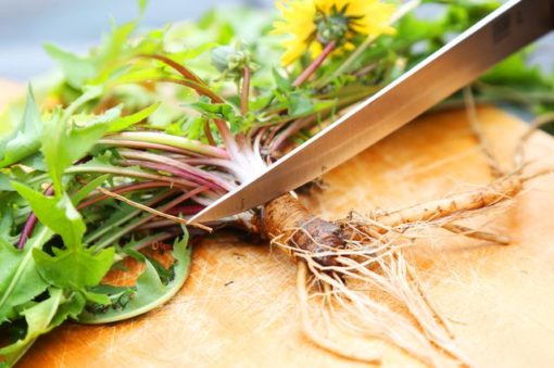 La racine de Pissenlit bio taraxacum un anti-cancer naturel puissant