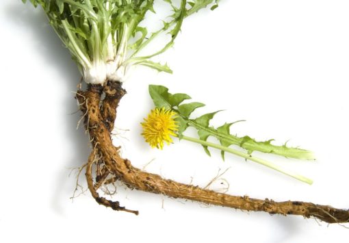 La racine de Pissenlit bio taraxacum un anti-cancer naturel puissant