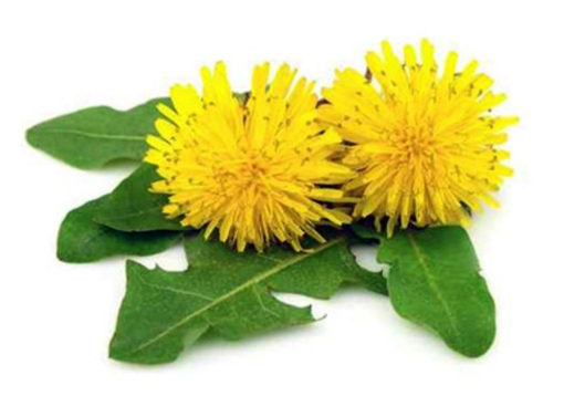 La racine de Pissenlit bio taraxacum un anti-cancer naturel puissant