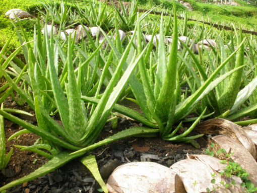 L’aloe vera plante gel traitement anti-cancer naturel traitement des ulcères