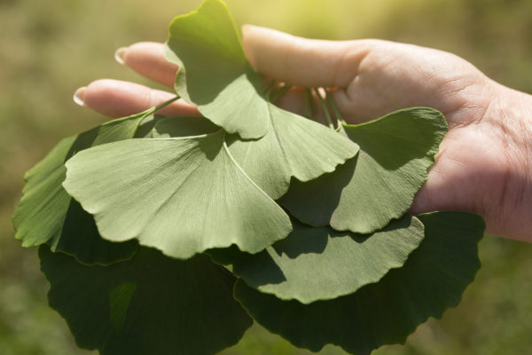 Le ginkgo biloba bio est utilisé depuis longtemps pour traiter différentes affections. On rapporte qu’il protégerait le système nerveux et le cœur. Il est également prescrit pour prévenir le cancer, pour réduire le stress et pour ses propriétés bénéfiques sur la mémoire. Le ginkgo aurait également un effet positif sur les acouphènes, les troubles liés à l’âge, la démence et les troubles psychiatriques.