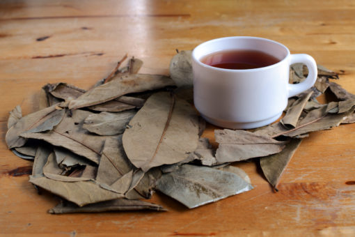 Tisane de Graviola corossol du laboratoire Biologiquement, un anti cancer naturel puissant