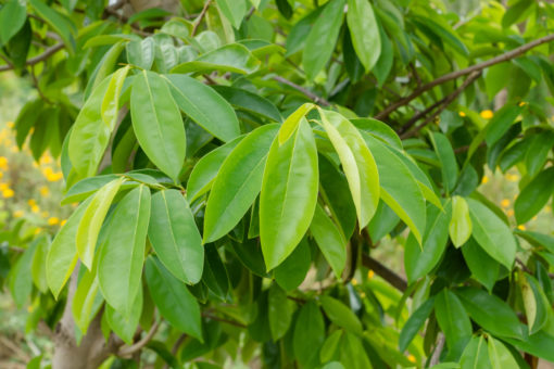 Tisane de Graviola corossol du laboratoire Biologiquement, un anti cancer naturel puissant